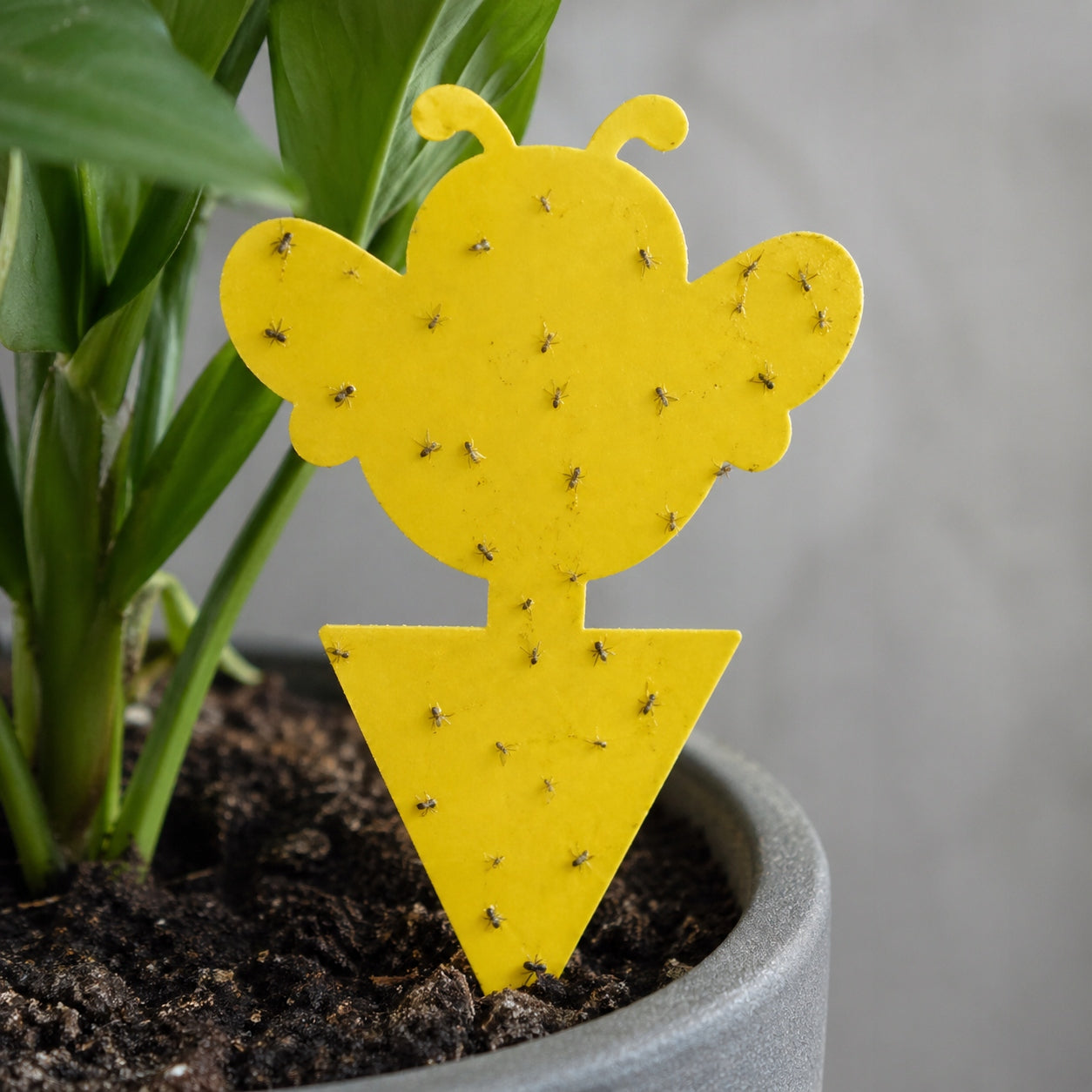 DECORATIVE STICKERS FOR POTS FOR EARTHWORMS FLIES FRUIT INSECTS YELLOW BUTTERFLIES Manufacturer Garden Lab
