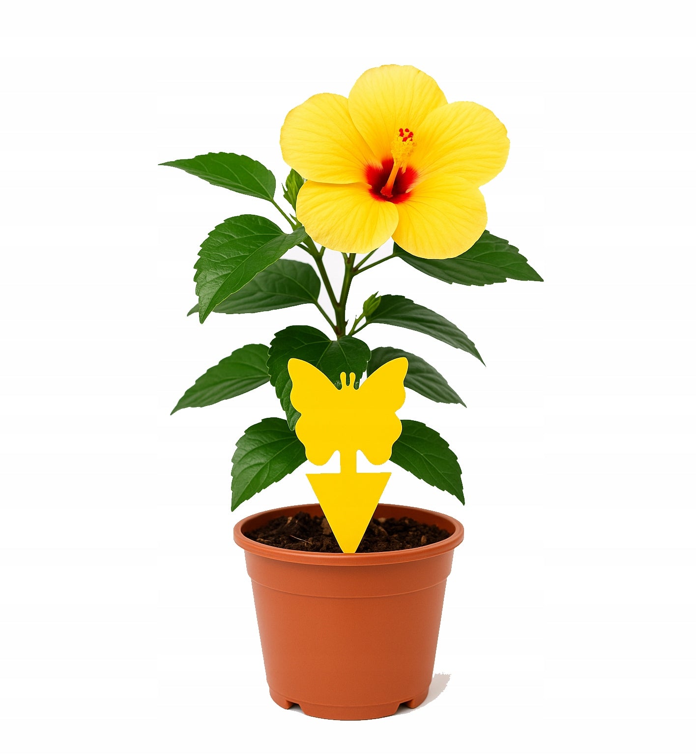 DECORATIVE STICKERS FOR POTS FOR EARTHWORMS FLIES FRUIT INSECTS YELLOW BUTTERFLIES Manufacturer code 5903949471816
