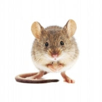 DERATIZATION STATION TUNNEL FOR MOUSE RATS MONACHEM POISON FEEDER Use Against rodents mice rats