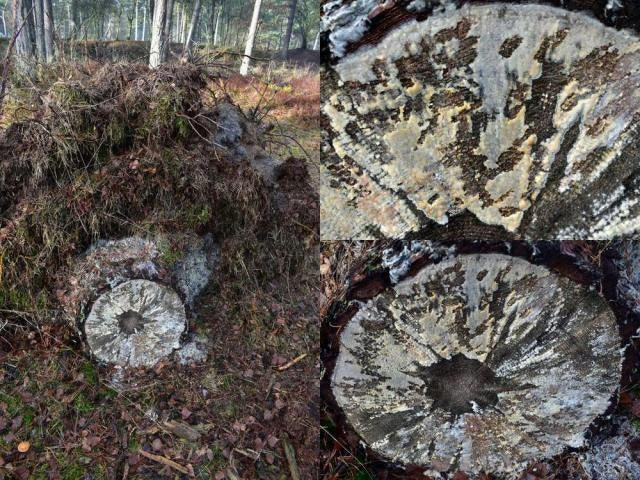 DEROT mycelium for decomposition and removal of tree trunks ON 10 PNI! Manufacturer Mycelium