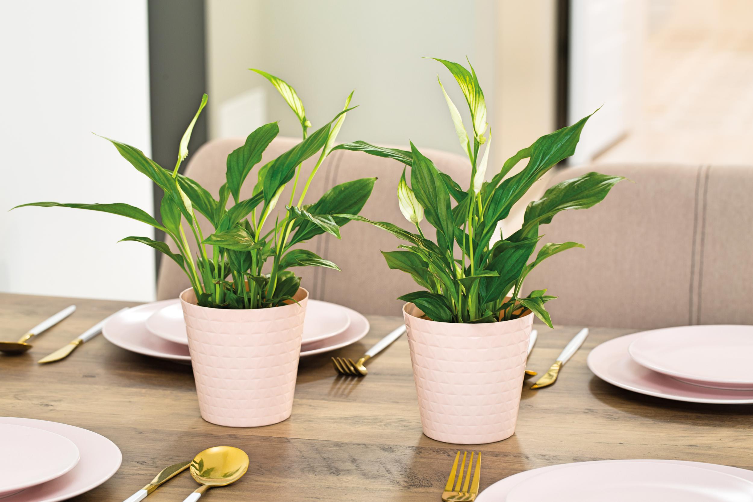 DIAMOND COVER PETIT FI 15 CM BLACK GLOSS LIKE CERAMIC FOR POT HOUSE Manufacturer code 3730-015