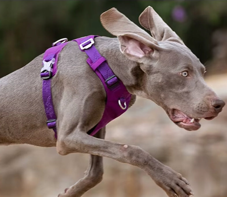 DOG HARNESS WATERPROOF LIGHT TRUELOVE ADVENTURE SOFT PURPLE M Maximum chest girth 69 cm