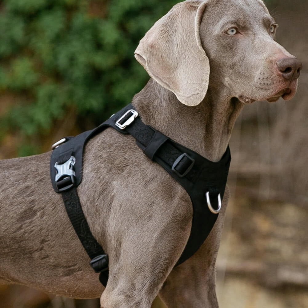 DOG HARNESS WATERPROOF LIGHTWEIGHT TRUELOVE ADVENTURE SOFT BLACK S Dog size small dog
