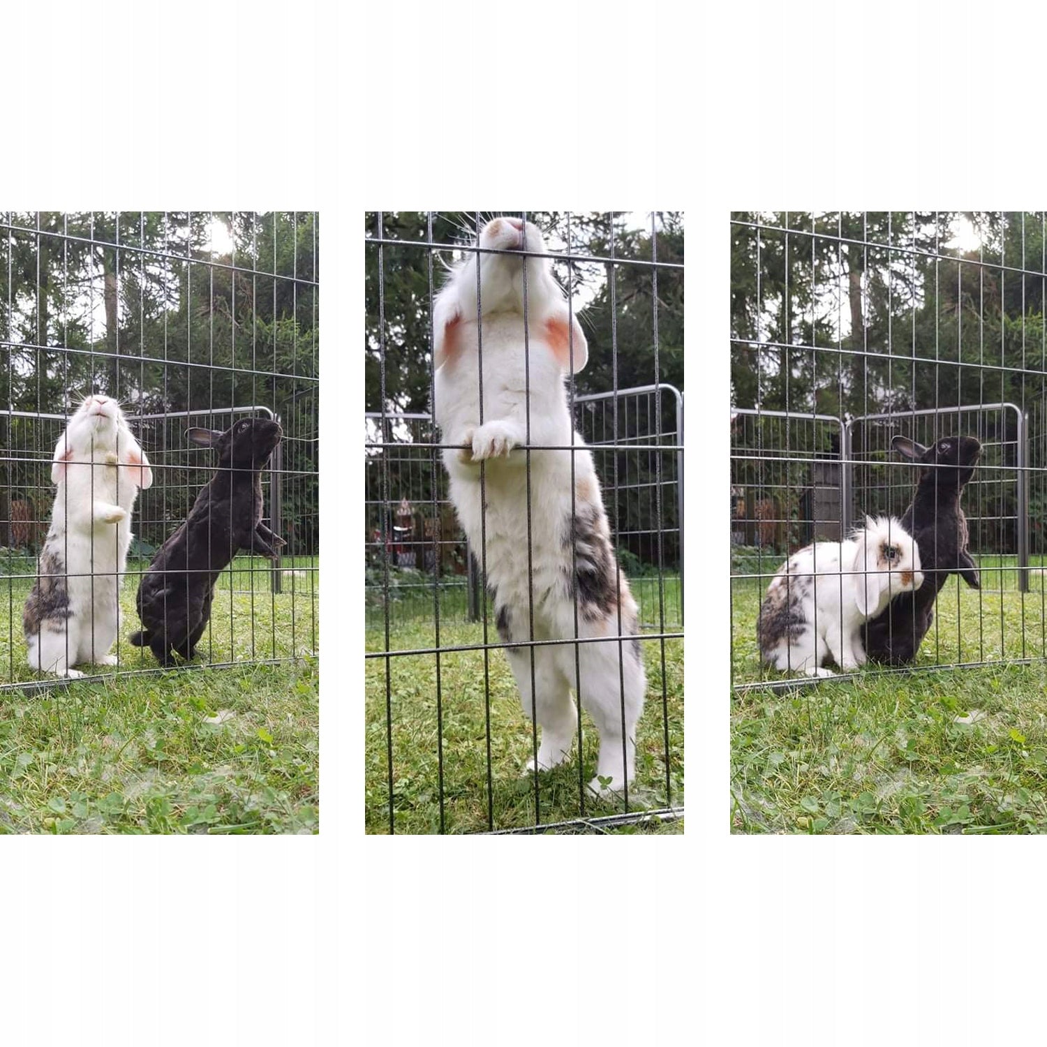 DOG PLAYPEN METAL CORRAL 6 PANELS 80x60 Trade name KOJEC DLA PSA METALOWA ZAGRODA 8 PANELI DUŻYCH IDEALNE DO OGRODU 160x80CM