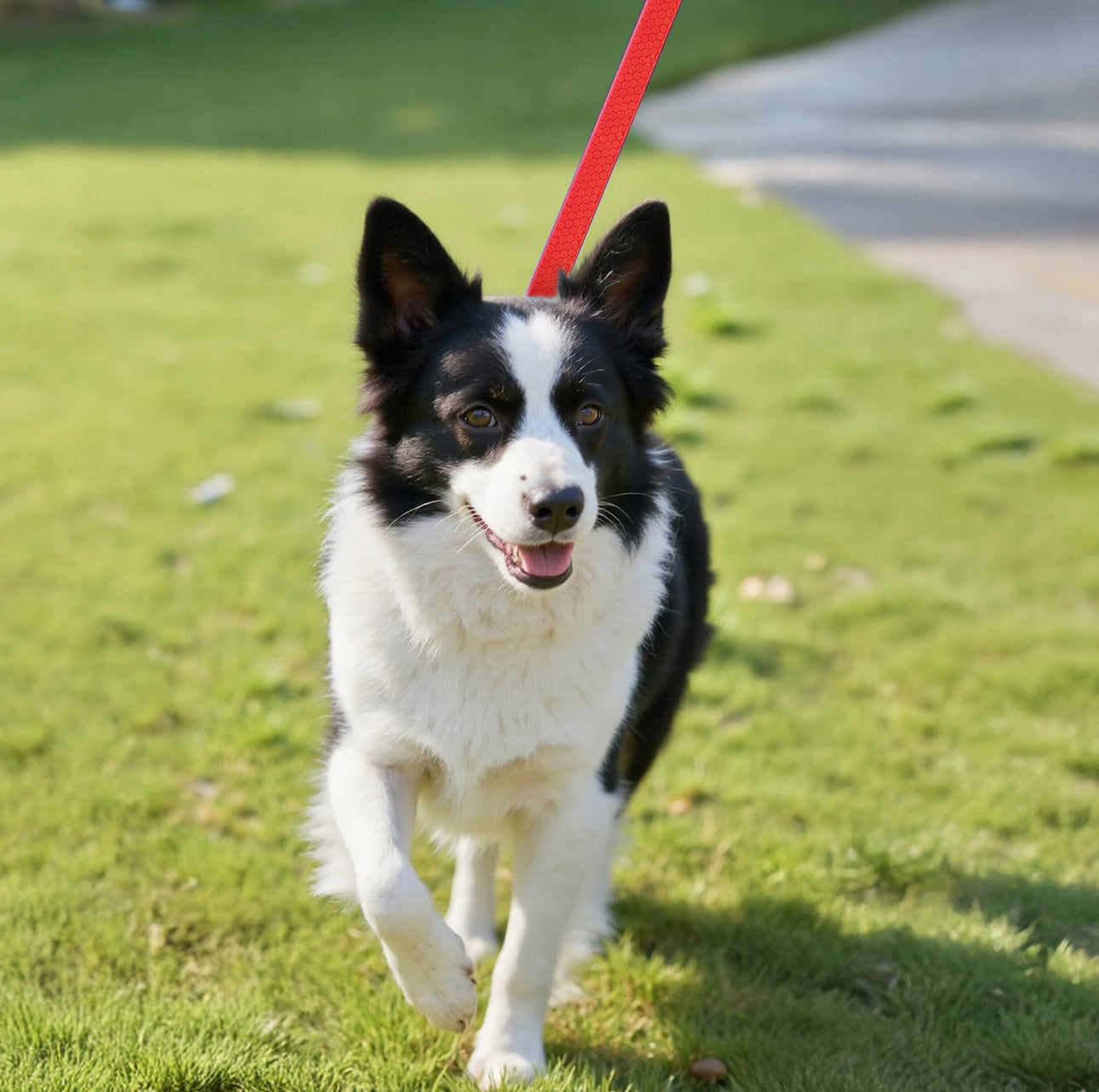 DOG TRAINING LEASH FOR TRAINING WATERPROOF BIOTHANE PVC CORD - 10m Kind traditional