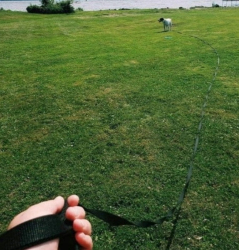 DOG TRAINING LEASH STRONG FOR WALKING TRAINING FOR TRAINING 5m Kind traditional