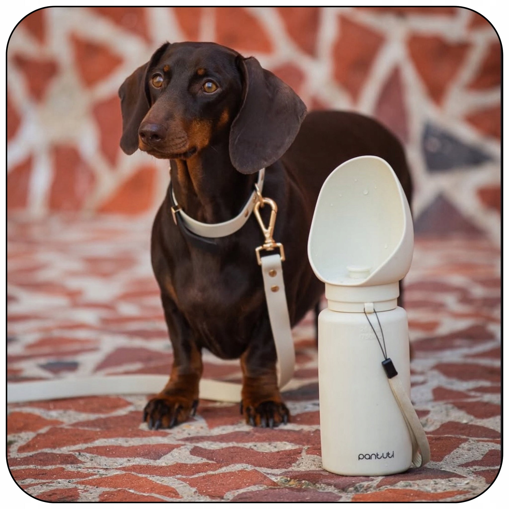 DOG WATER BOTTLE TOURIST DRINKER WATER BOTTLE TRAVEL BOWL 750ml MONTE Color beige