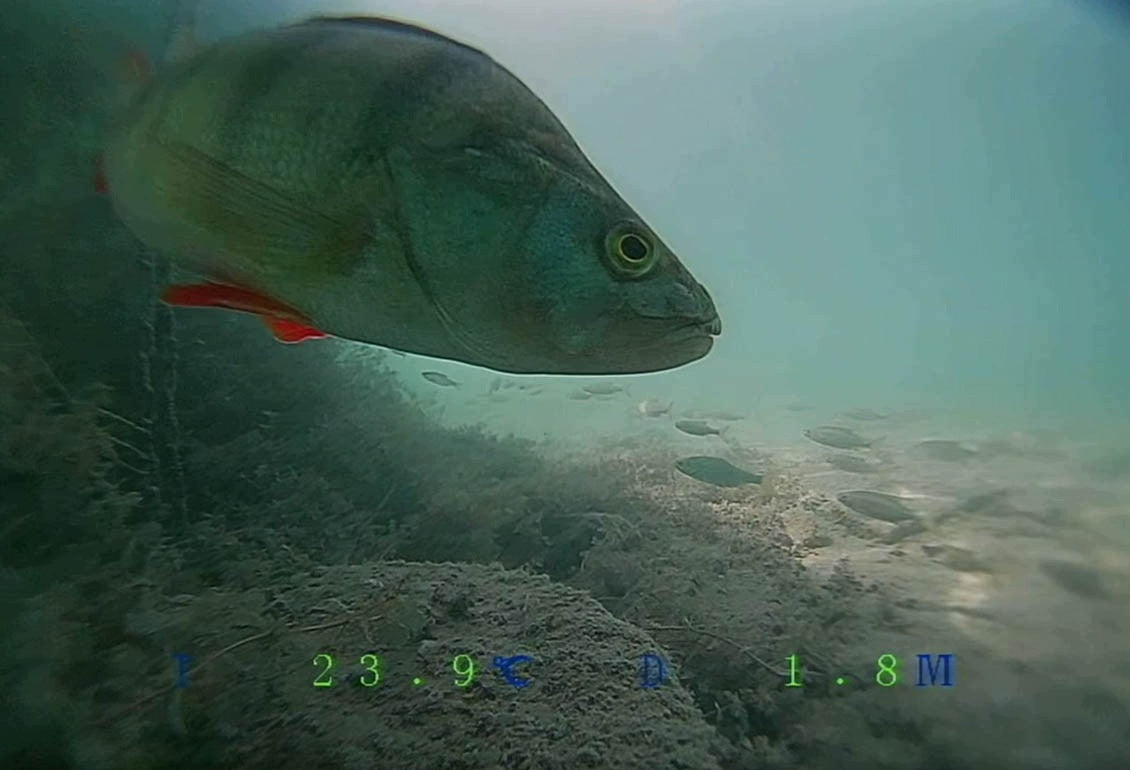 DeepSee 7 Pro Underwater FISHING CAMERA - 7" LCD 30m IR LEDS, RECORDING Packaging status original