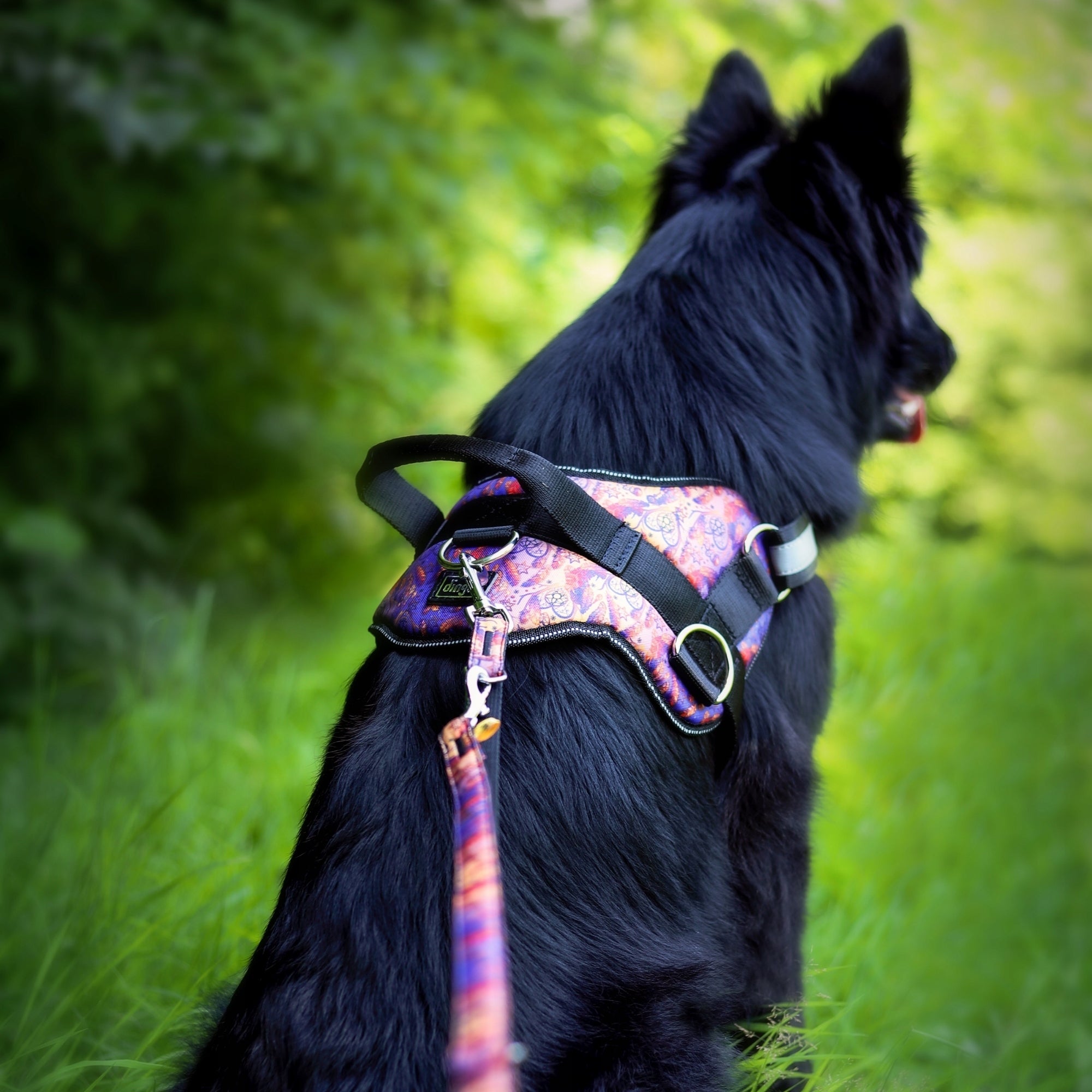 Dingo Harness STRONG INDIANA size 3 Trade name Uprząż szelki małego średniego psa ozdobne z odblaskiem