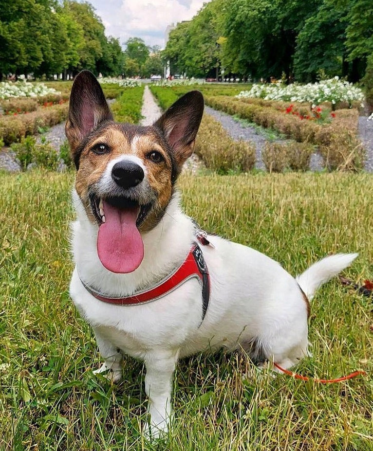 Dog BRACES Jack Russell M 43-58cm TRE PONTI red WITH REFLECTORS Brand Tre Ponti