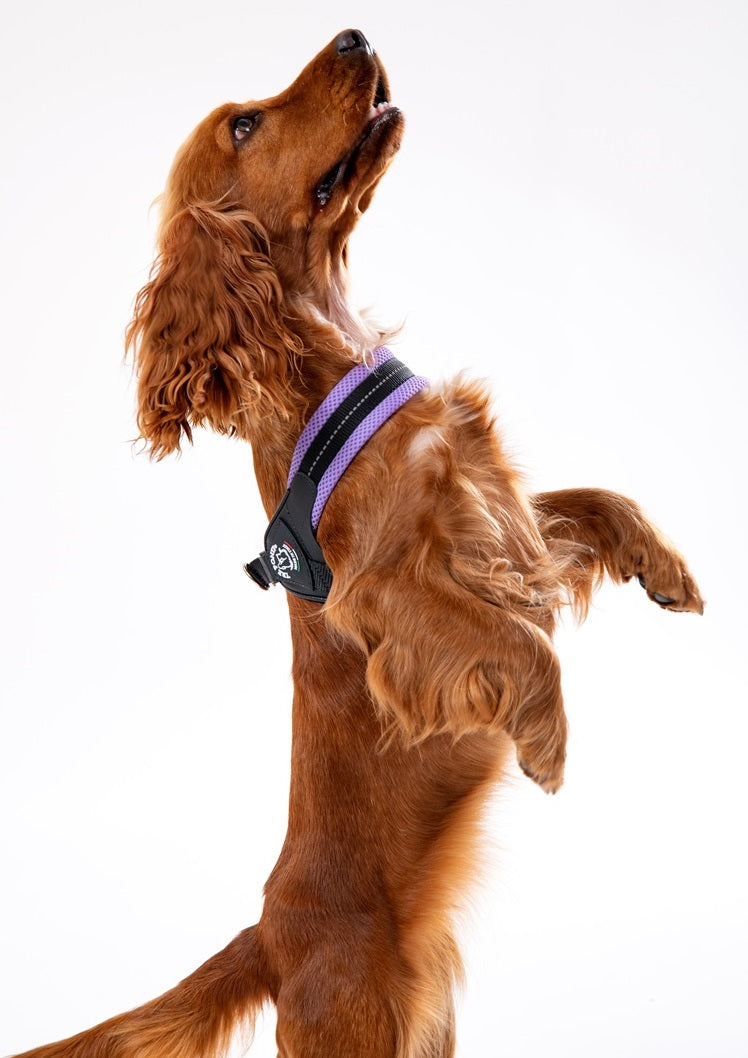 Dog BRACES M 43-58cm TRE PONTI Mesh PURPLE Jack Russell Dachshund Size M