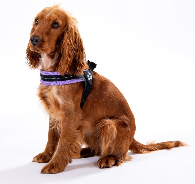 Dog BRACES M 43-58cm TRE PONTI Mesh PURPLE Jack Russell Dachshund Trade name SZELKI TRE PONTI Mesh fiolet