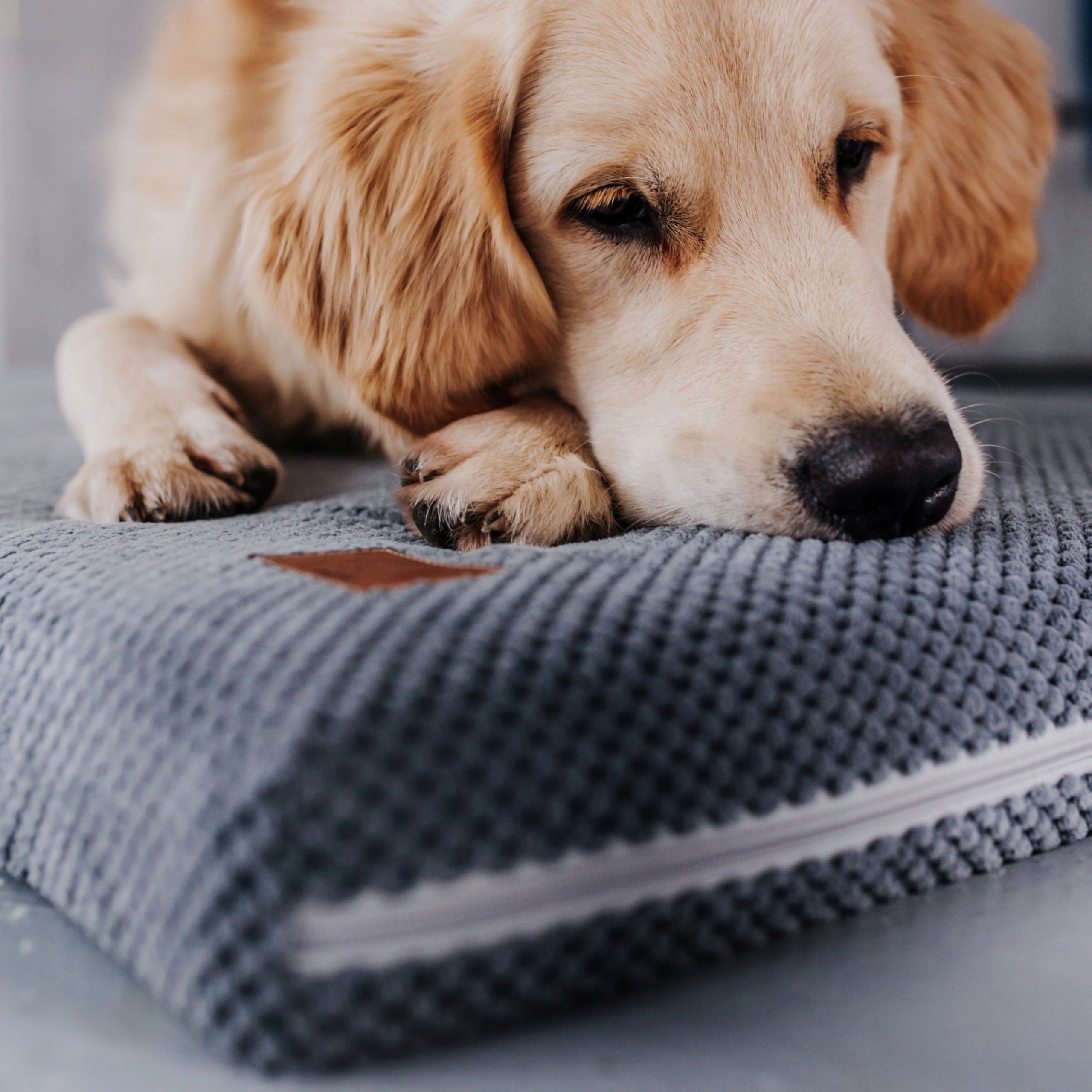Dog Bed 90x60x7 High Elastic Foam Dog Mattress Trade name Legowisko z pianki HR 90x60 Legowisko dla psa