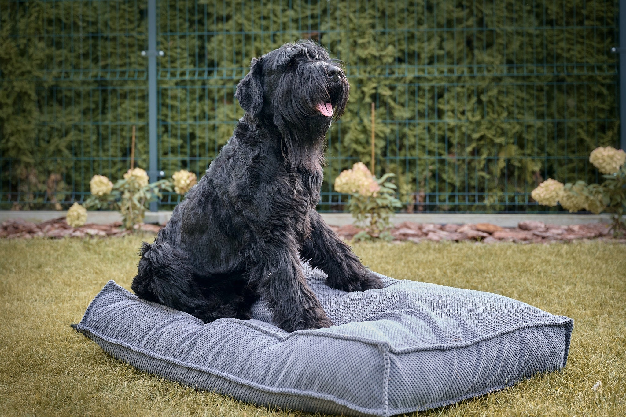 Dog Bed Pillow Bedding Mattress DOT Velour Large 120x80 cm Manufacturer code LEGONYX120/80