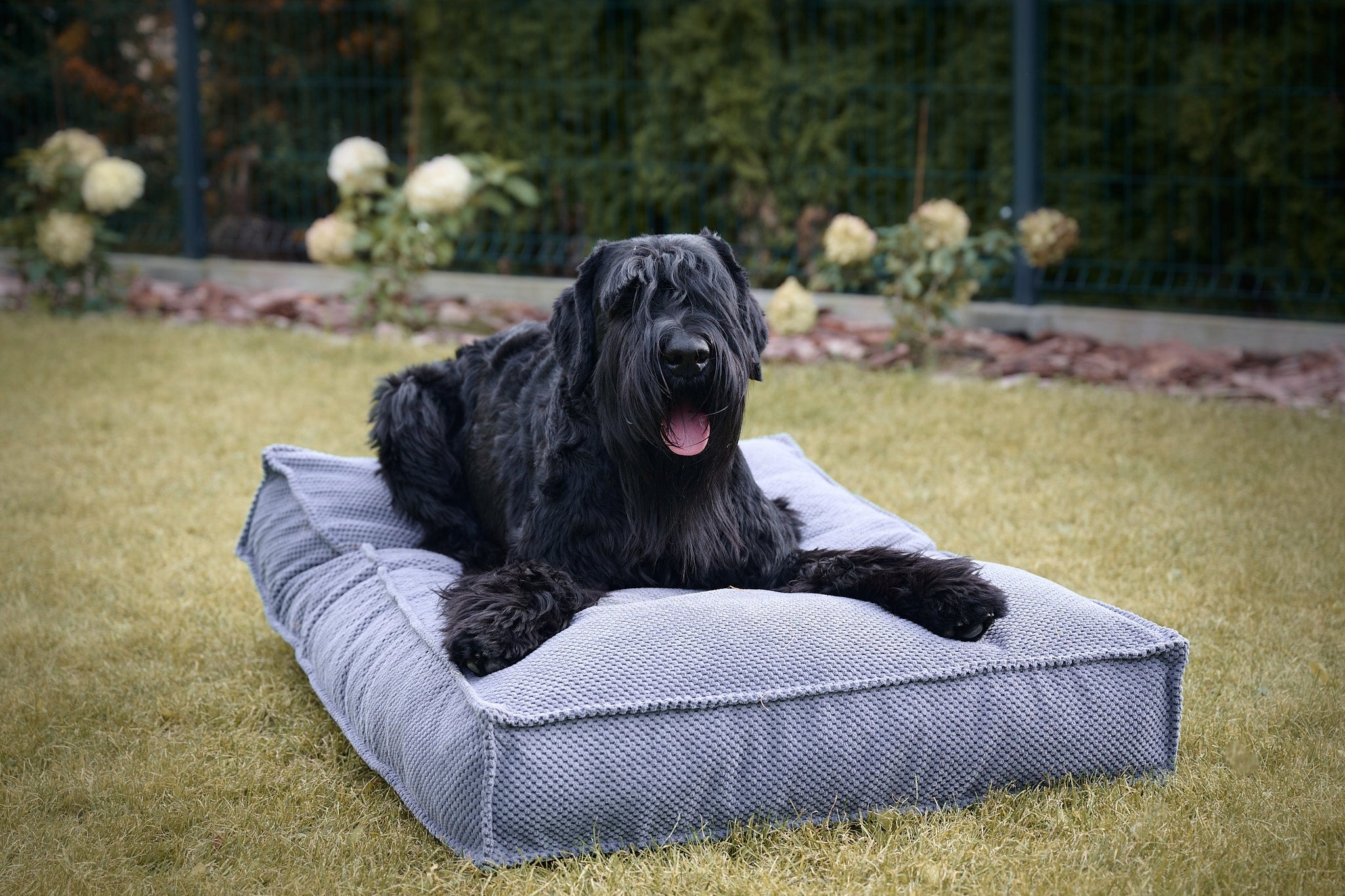 Dog Bed Pillow Bedding Mattress DOT Velour Large 120x80 cm Model DOT
