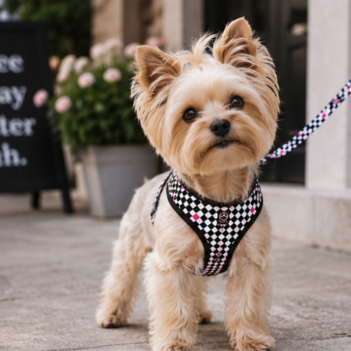Dog HARNESS guard PRESSURE-FREE small dog comfortable MONACO M Kind walking harness
