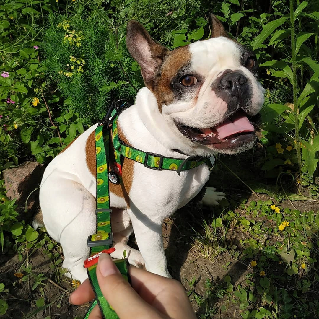 Dog Harness, Drawing Avocado, 40-55 cm 15 mm Packaging status original