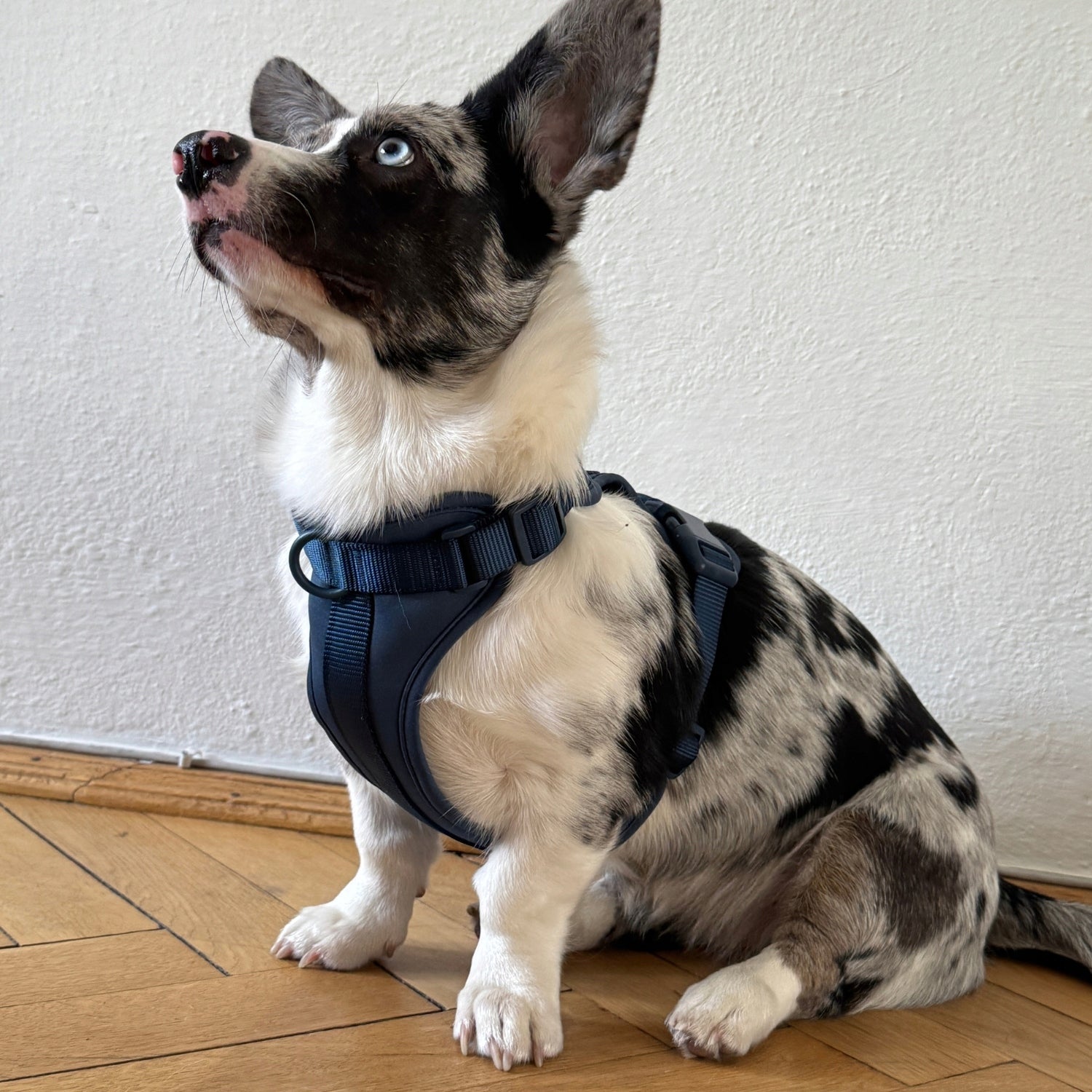Dog Harness Guard Pressure-Free Walking Adjustable Blue Pupido L Brand Pupido