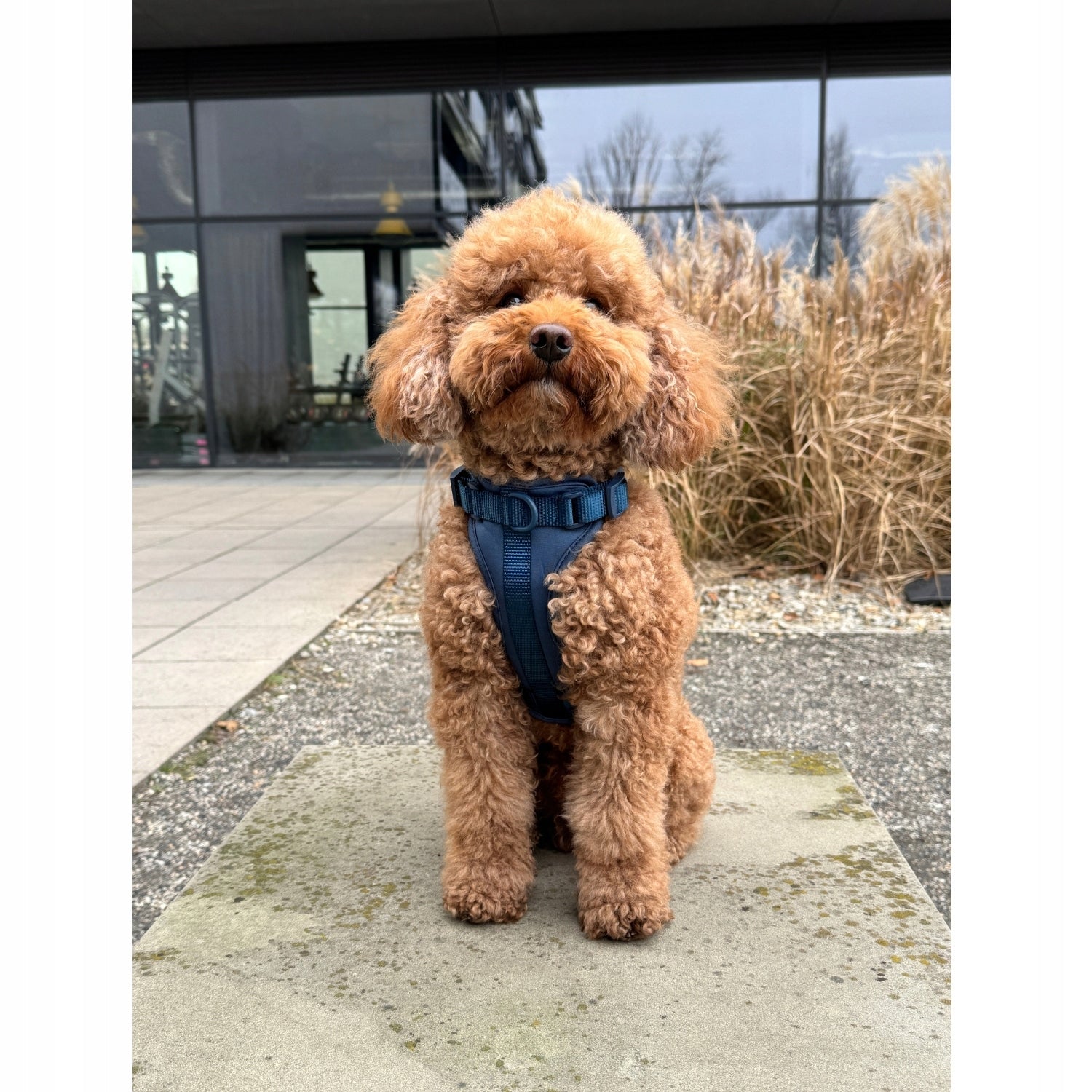Dog Harness Guard Pressure-Free Walking Adjustable Blue Pupido L Manufacturer code Oliwkowe-SZELKI-S