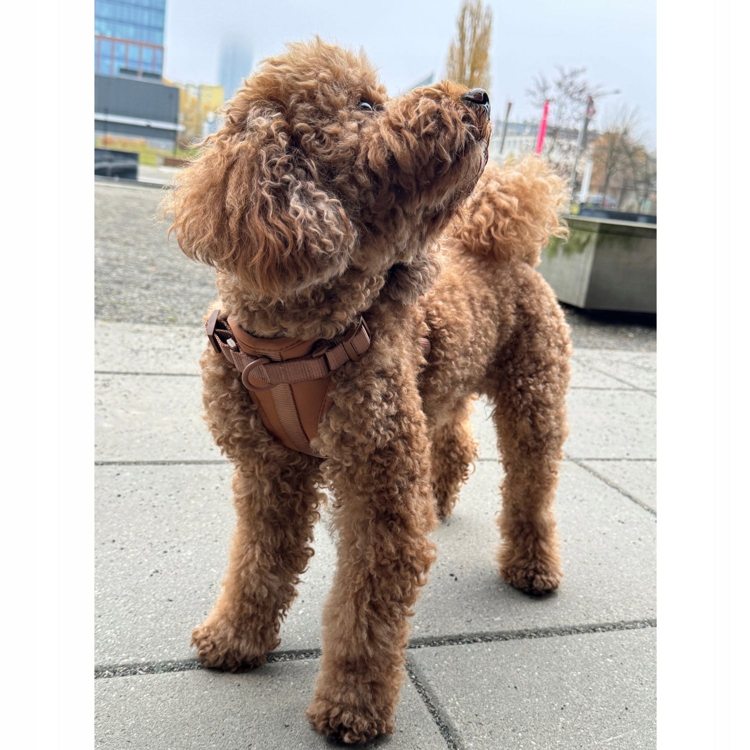Dog Harness Guard Pressure-Free Walking Adjustable Brown Pupido XS Trade name Szelki dla psa Guard Mokka Pupido rozmiar XS