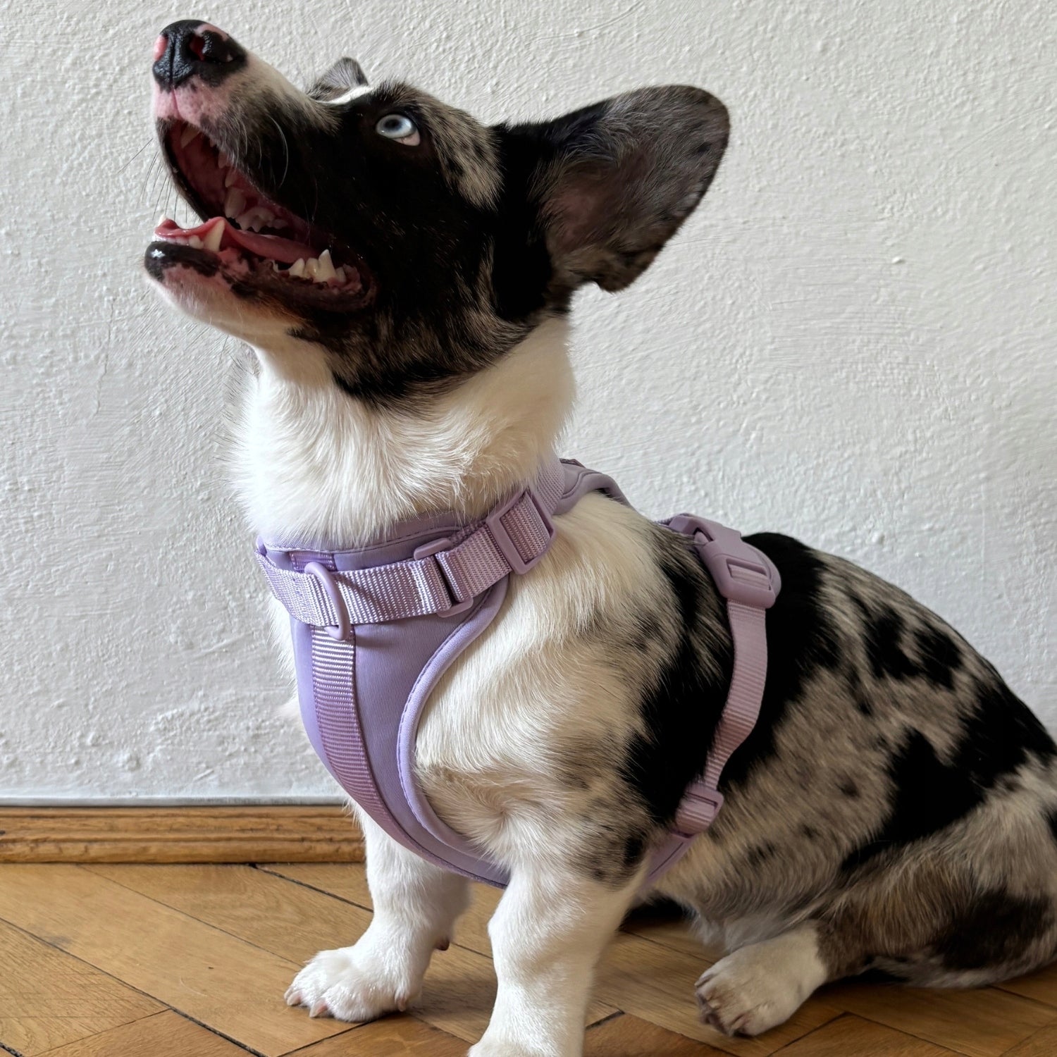 Dog Harness Guard Pressure-Free Walking Adjustable Lavender Pupido XS Manufacturer code LAWENDA-SZELKI-XS