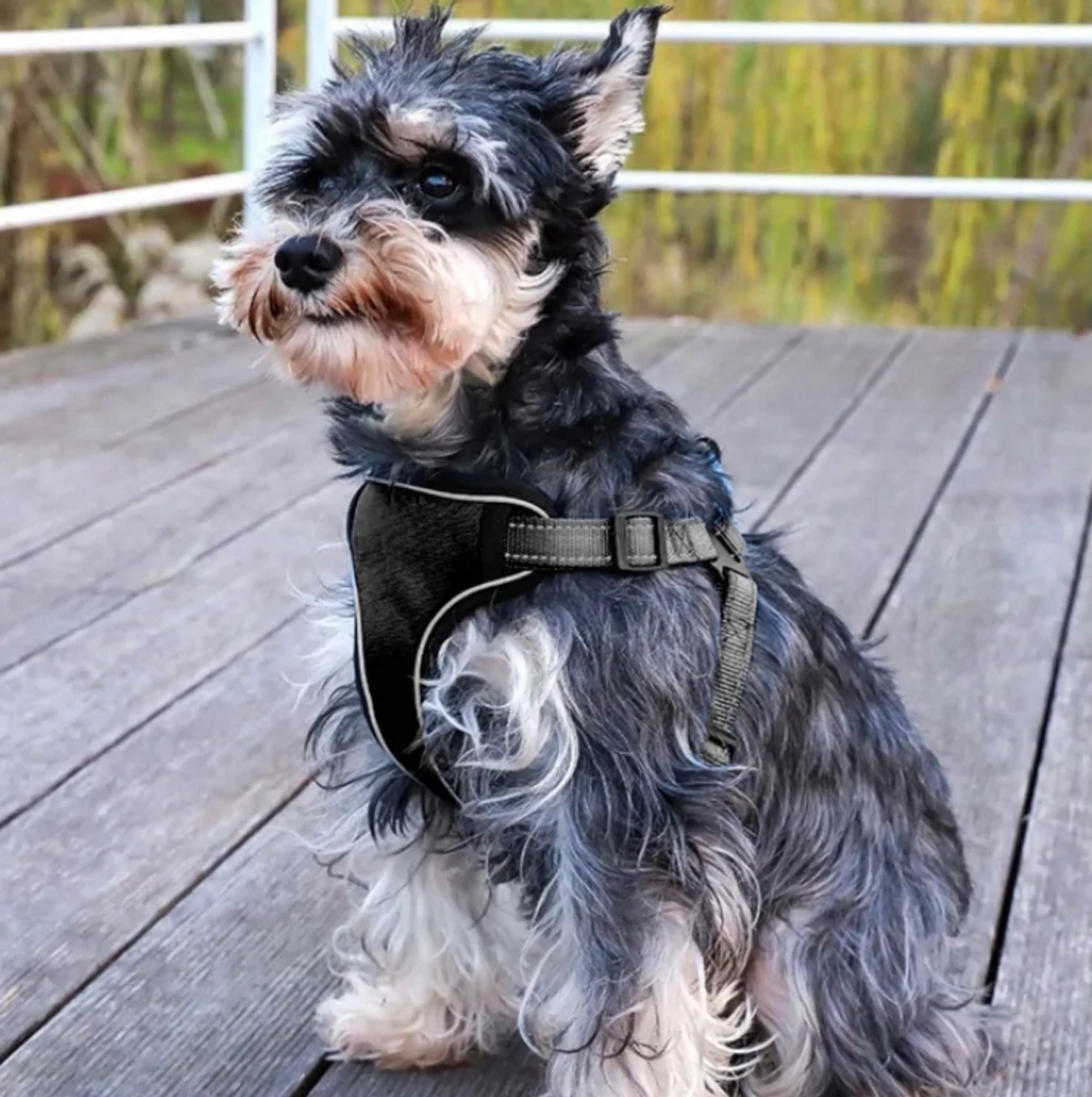 Dog Harness Pressure-Free Premium L Strong Lightweight Handle. Smooth Adjustment Kind walking harness