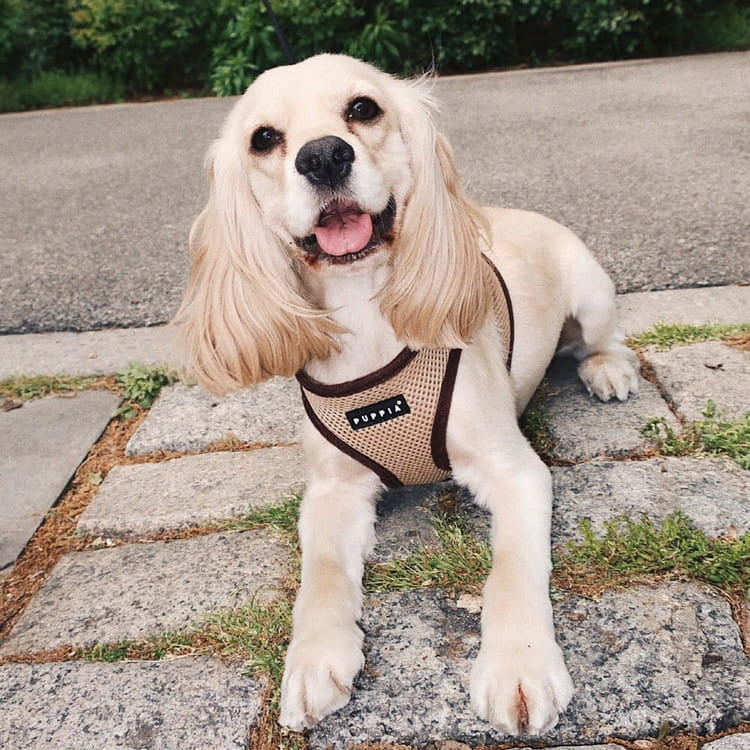 Dog Harness Puppia Soft Beige L - Pressure-Free Vest Manufacturer code PAHA-AH305-L