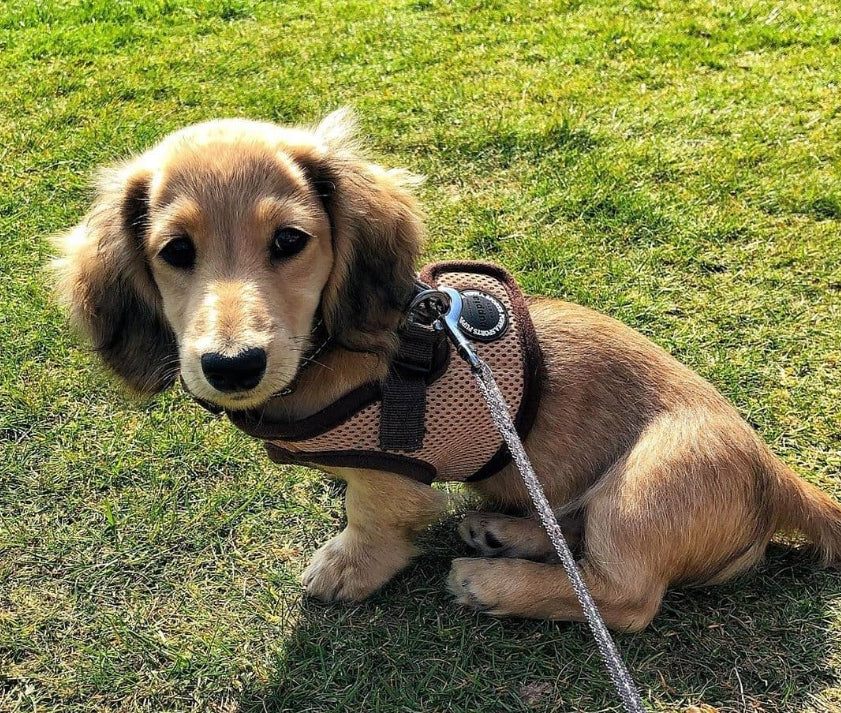 Dog Harness Puppia Soft Beige L - Pressure-Free Vest Trade name Szelki / Kamizelka dla psa lub kota PUPPIA Soft Beige