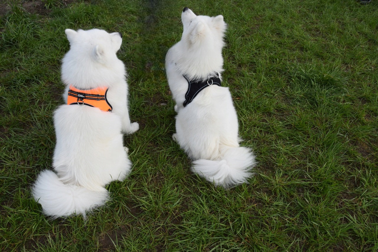 Dog Harness, STRONG,REFLECTIVE,SHEPHERD,GOLDEN XL Manufacturer code 3AC7-857FF
