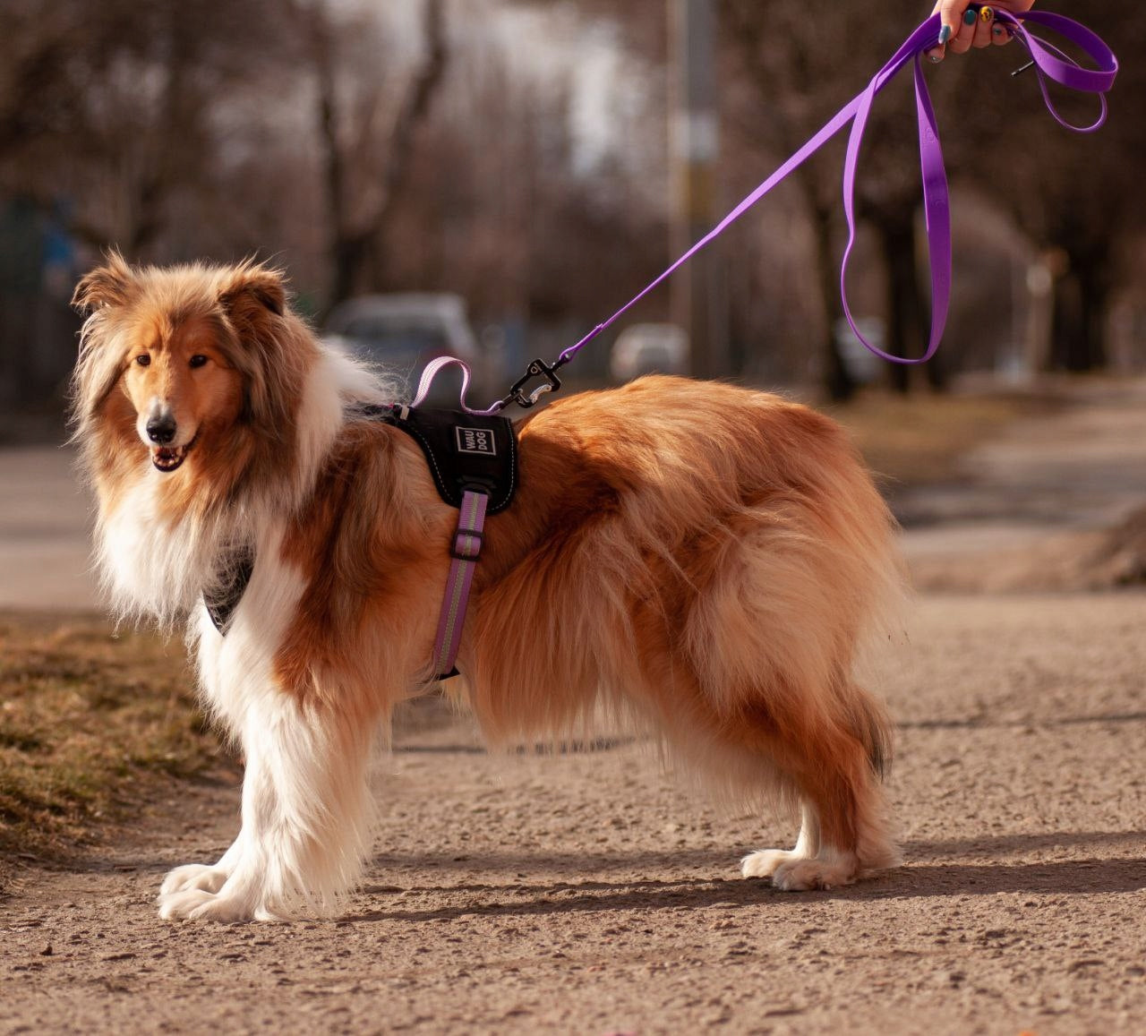 Dog Harness Safe + QR ADDRESS FREEBIE, Purple, Size S Color black