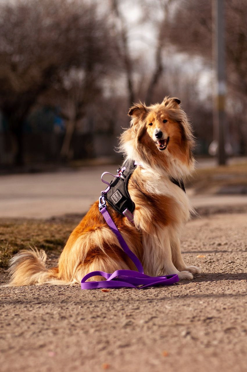 Dog Harness Safe + QR ADDRESS FREEBIE, Purple, Size S Size S