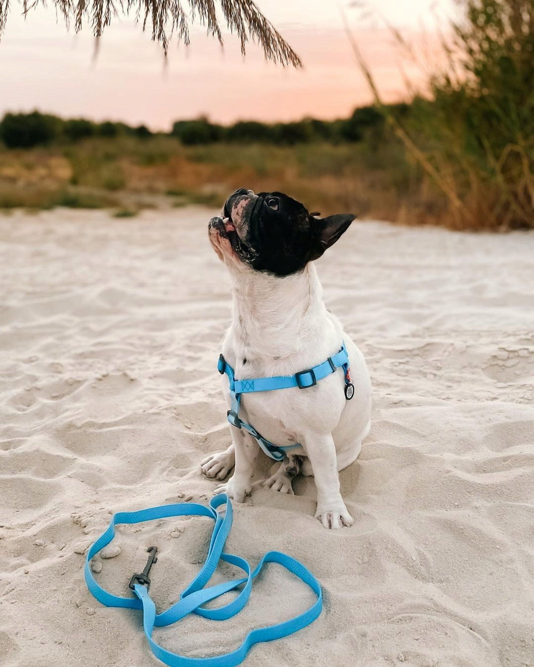Dog Harness, Waterproof, Blue, size XS Size XS