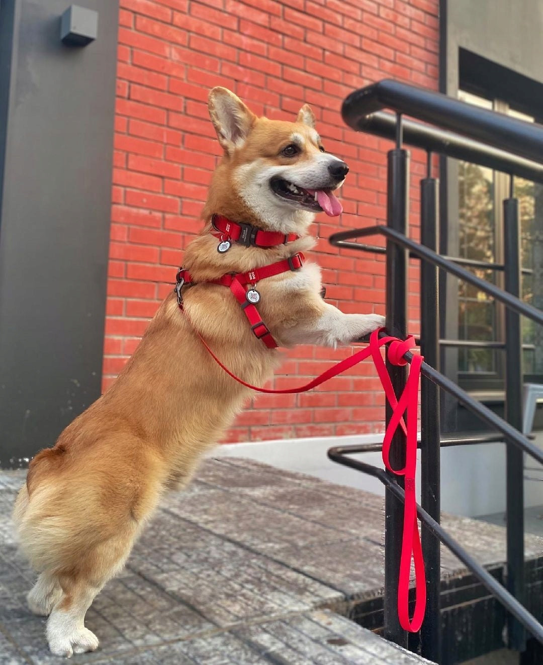 Dog Harness Waterproof + QR Address Card FREEBIE, Red, Size XS Size XS