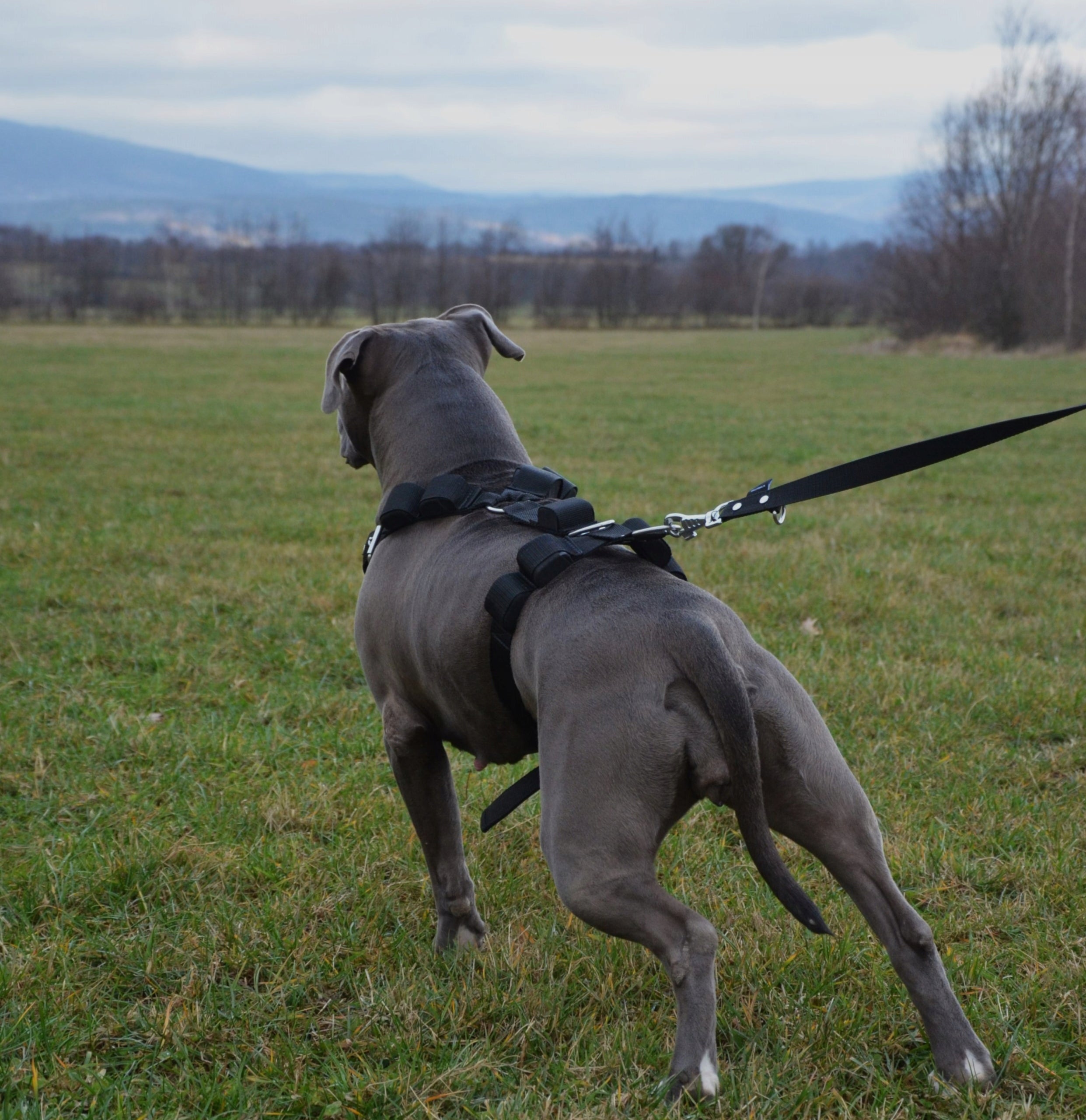 Dog Harness With Load For Training Type adjustable