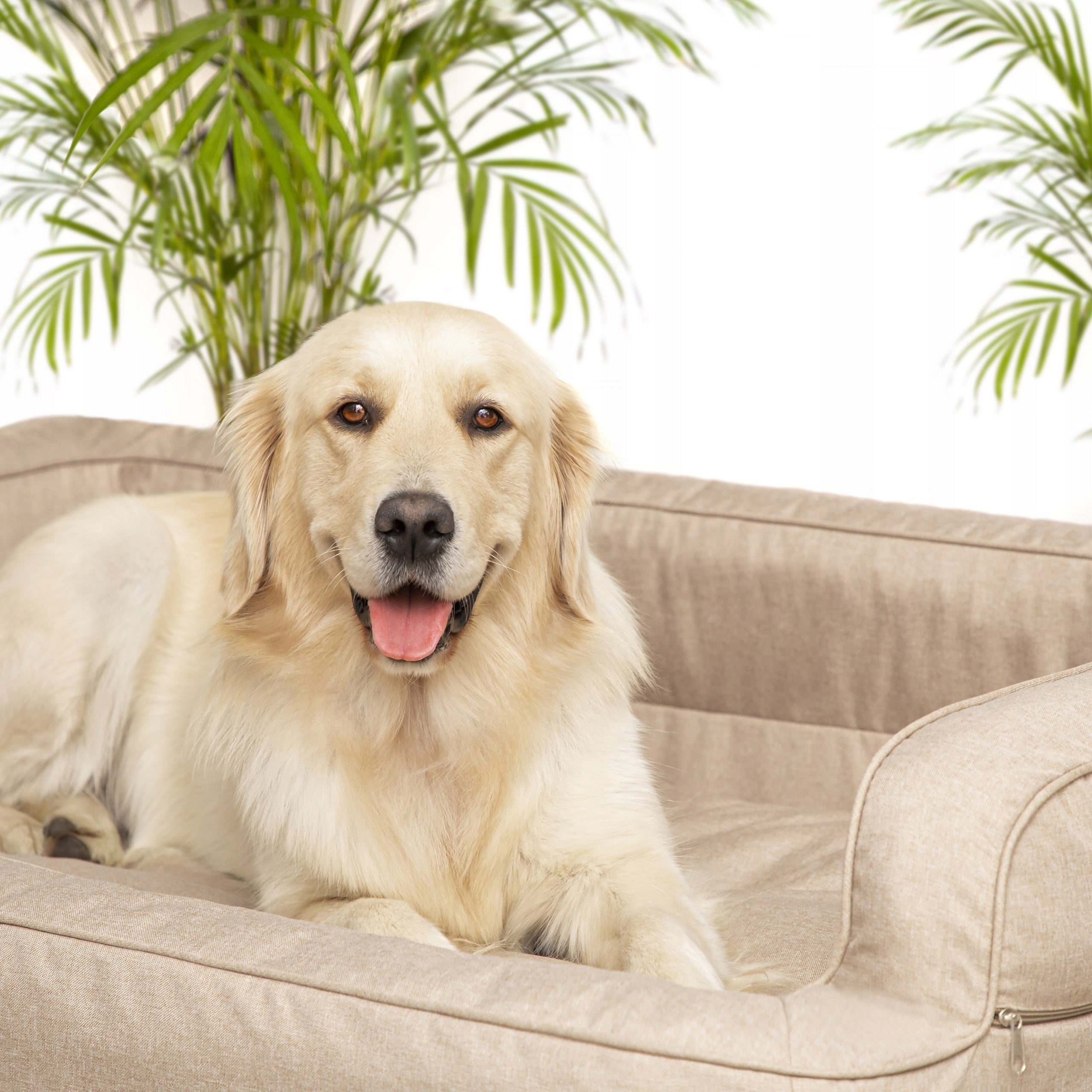 Dog bed Couch bed, rectangular mattress with pillow 80x50cm Manufacturer code L PAEBEZ1_PIL