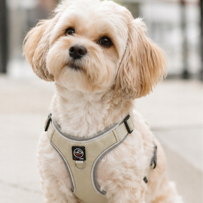 Dog harness guard PRESSURE-FREE for small dog PORTO beige M Color beige