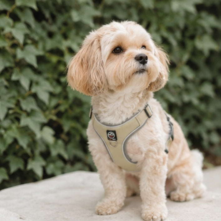 Dog harness guard PRESSURE-FREE for small dog PORTO beige M Trade name PORTO szelki BEIGE M