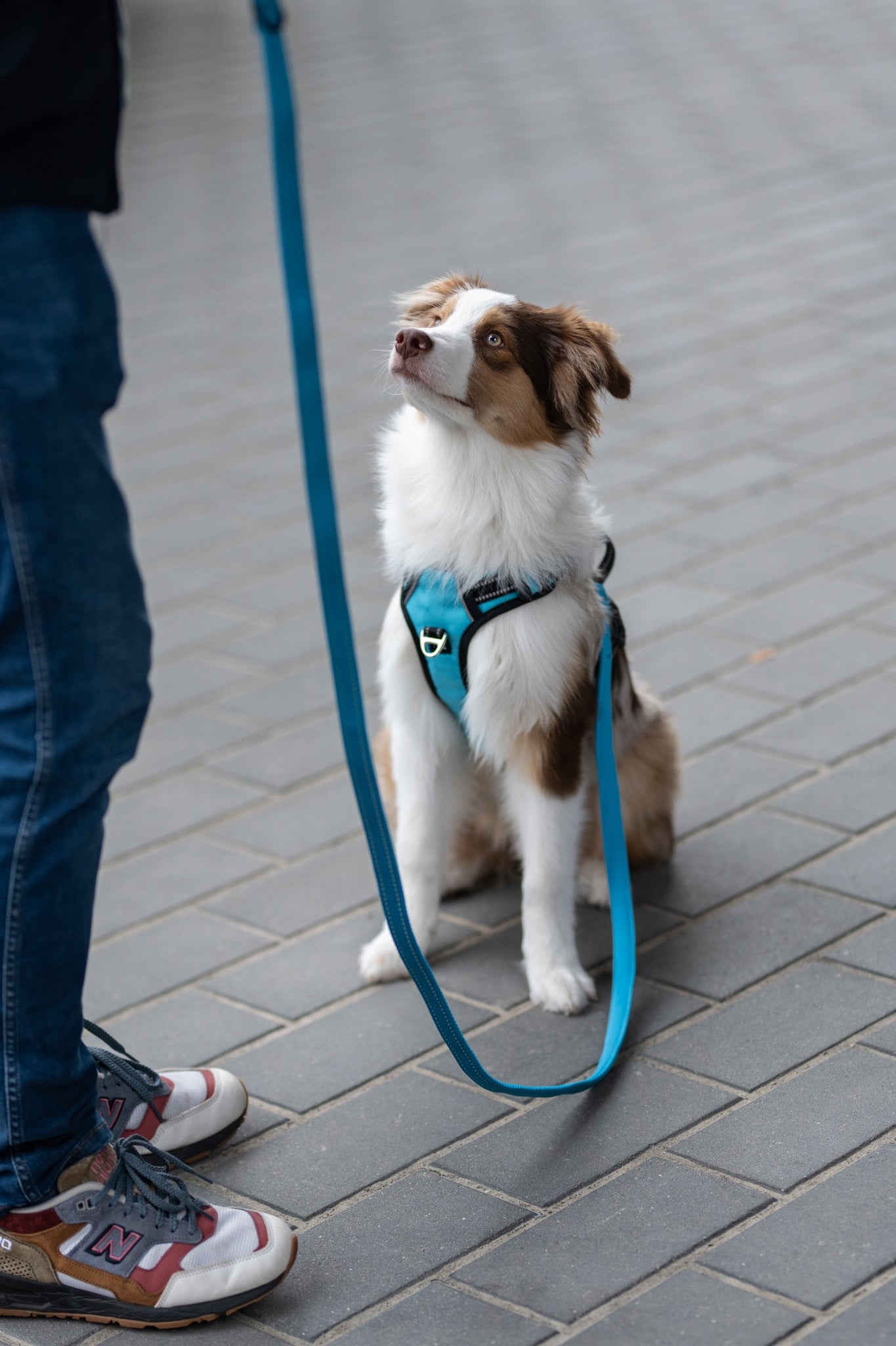 Dog leash female pink reflective 2 meter 2m walking HUGGY DOGGY M Packaging status original