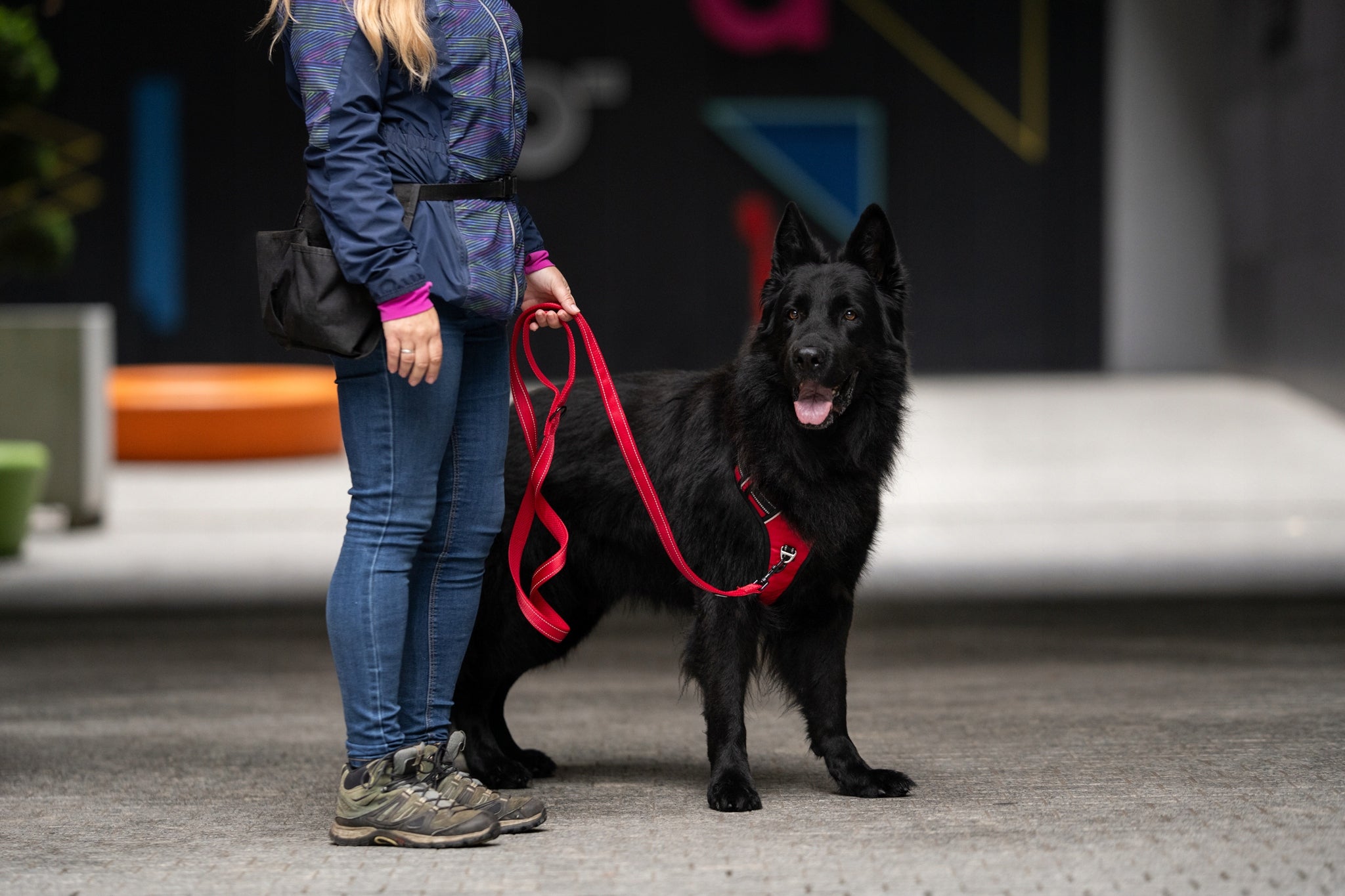 Dog leash female pink reflective 2 meter 2m walking HUGGY DOGGY M Trade name Smycz dla psa suczki różowa odblaskowa 2 metrowa 2m spacerowa HUGGY DOGGY M dla średniego psa rączką