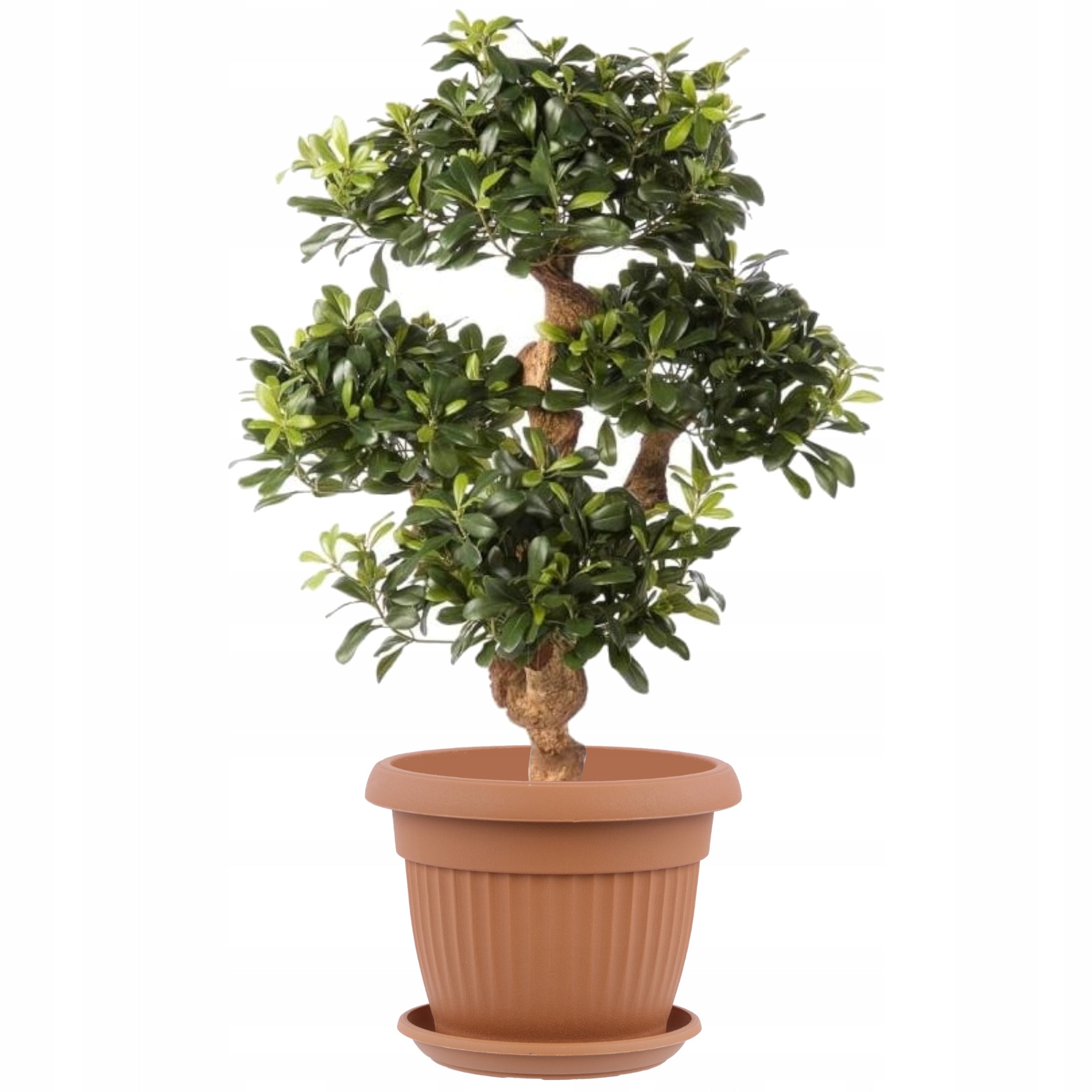 Topf mit Teller, 50 cm