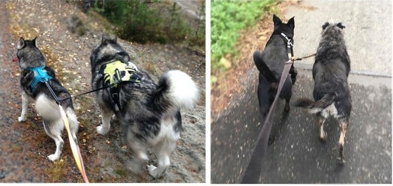 Double for medium dogs Truelove ADJUSTABLE Trade name TLL2372