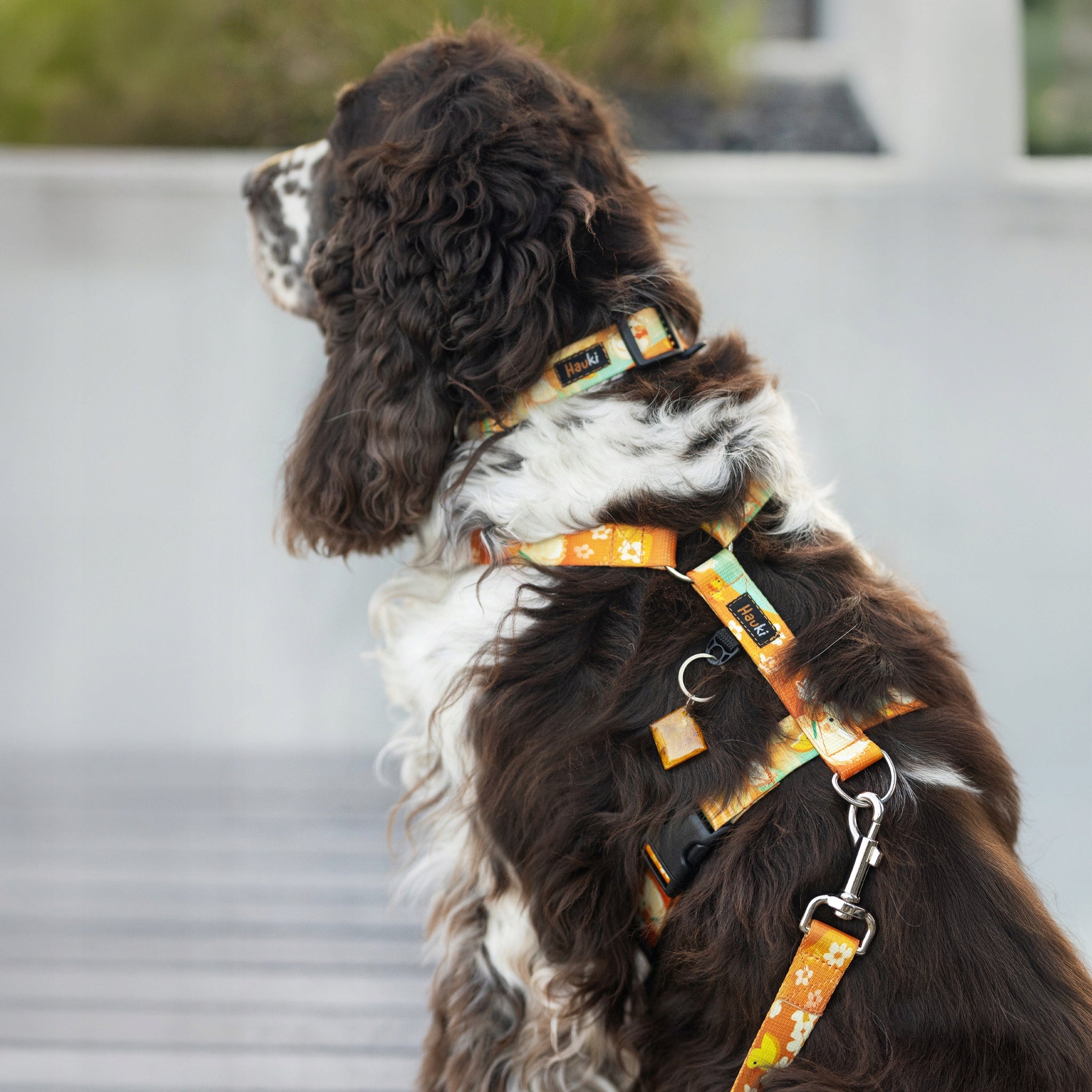Duck puppy harness - Hauki - Size XS / 1,5 cm Size XS