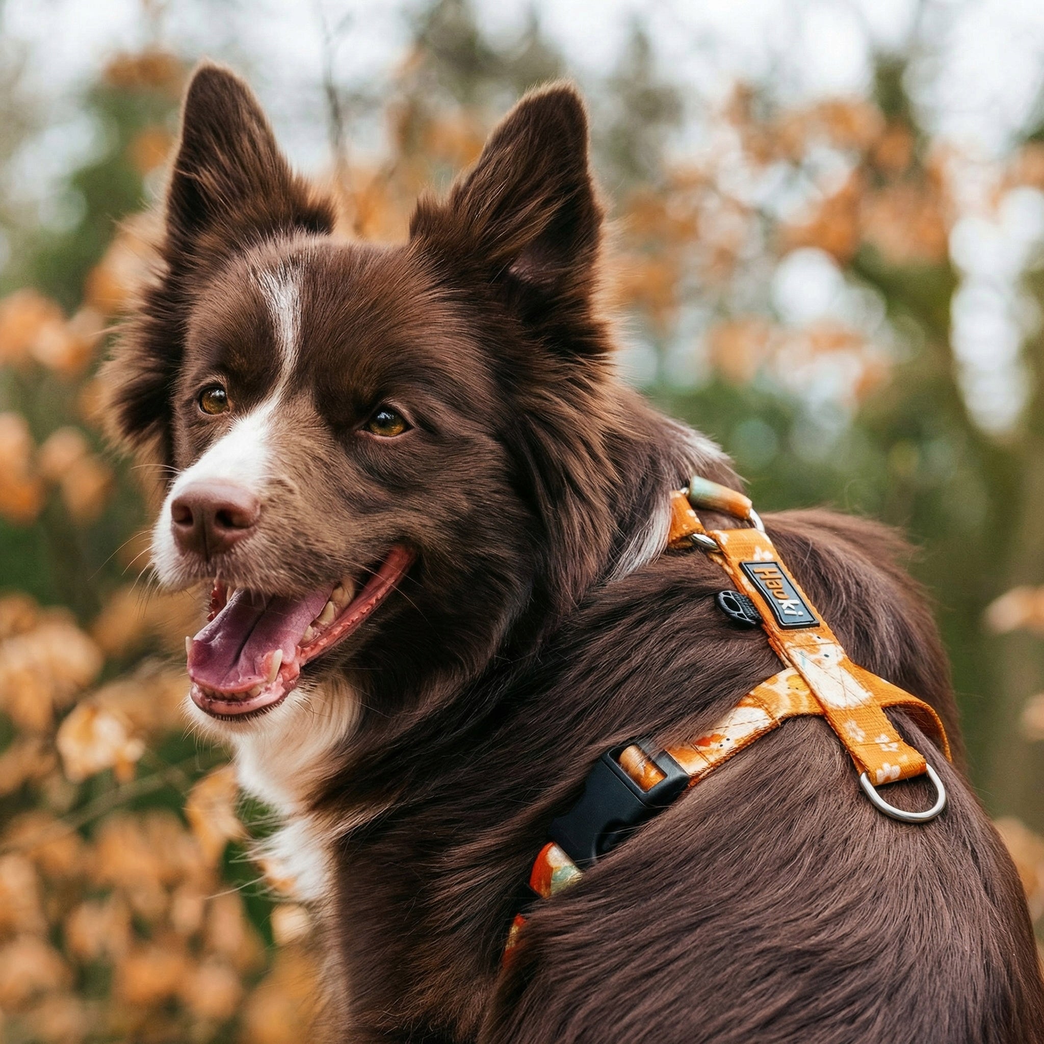 Duck puppy harness - Hauki - Size XS / 1,5 cm Type adjustable
