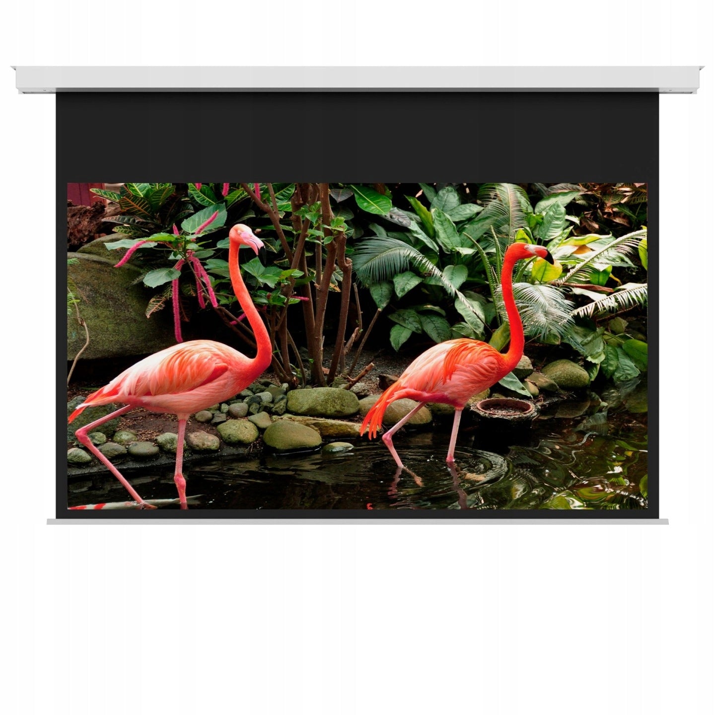 ELECTRIC WALL CEILING SCREEN 16:9 240 MW MG