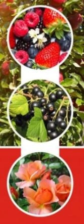 EMULPAR 1L FOR PESTS SPIDER MITES OCHOJNIK MSZYCE IMPORTANT 2028r Form liquid