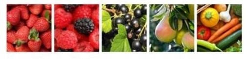 EMULPAR 1L FOR PESTS SPIDER MITES OCHOJNIK MSZYCE IMPORTANT 2028r Manufacturer ADW