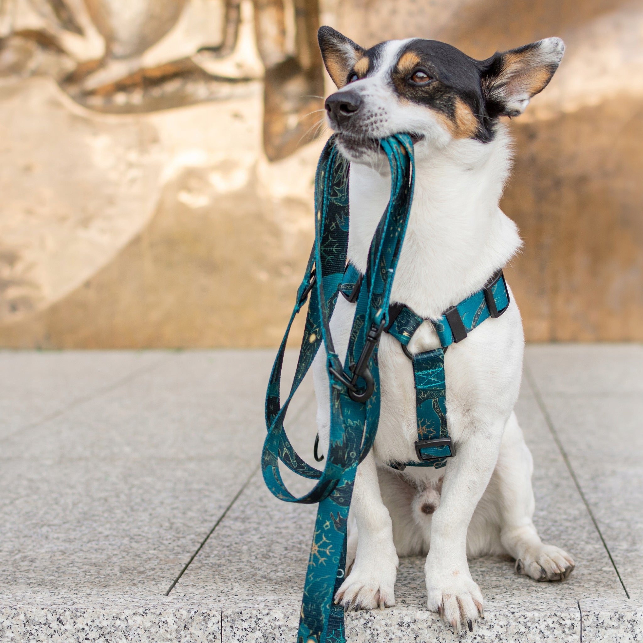 Elegant dog harness. Black fittings. Fenrir pattern - Hauki - Size XS Size XS