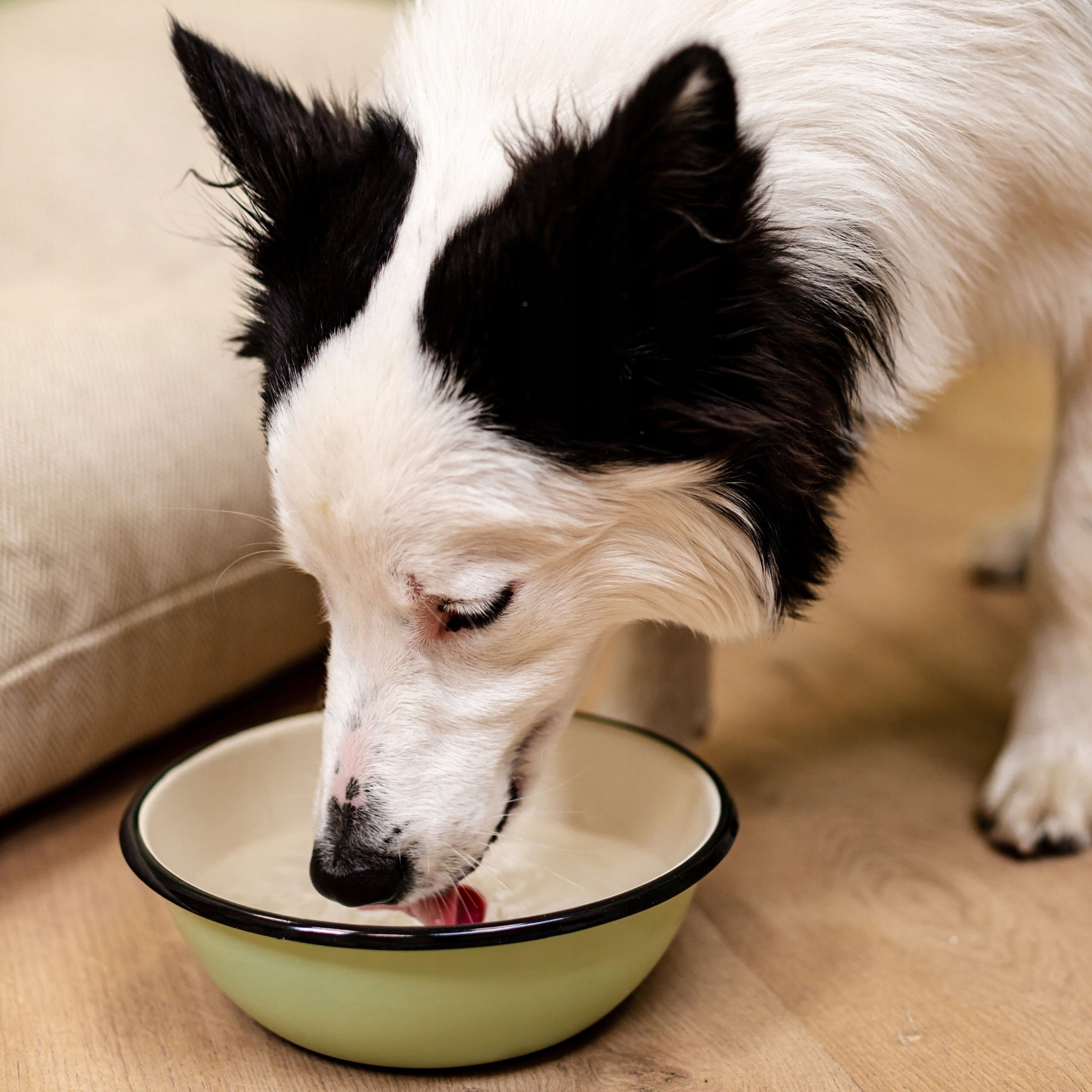 Enamel Bowl for Dogs for Food and Water 25 cm Capacity 2.5 l