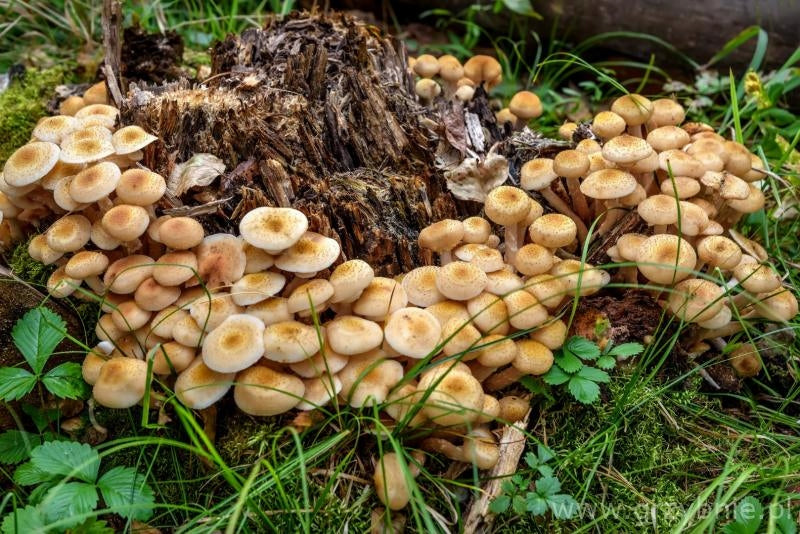 FAST ROT for removing tree trunks and roots (for 5 trunks) Manufacturer Mycelium