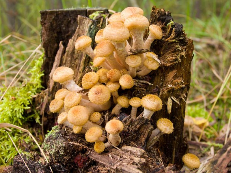FAST ROT mycelium for decomposition of trunks and tree roots (for 5 trunks) Manufacturer Mycelium